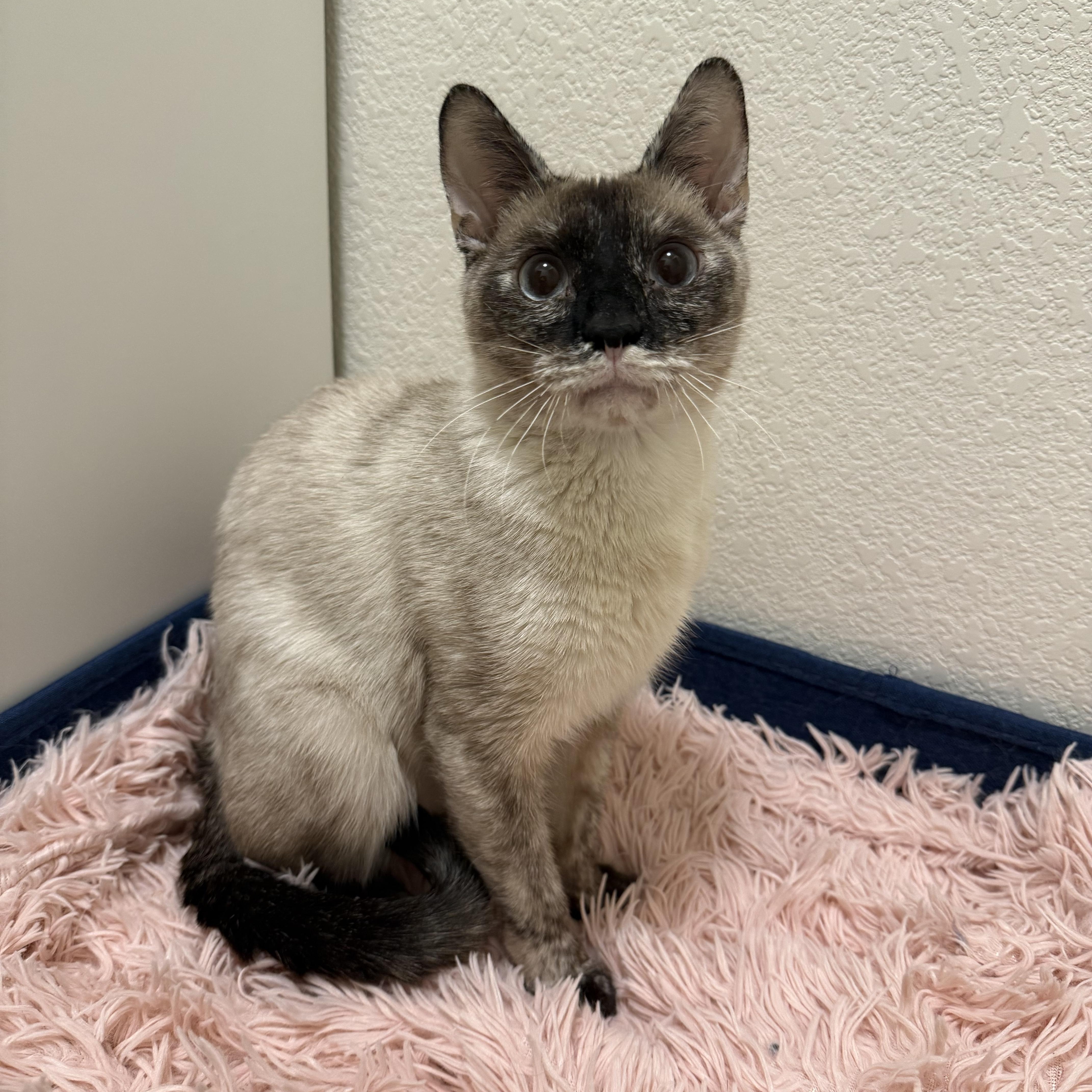 Charlotte, ADOPTABLE, Adult Female Siamese.