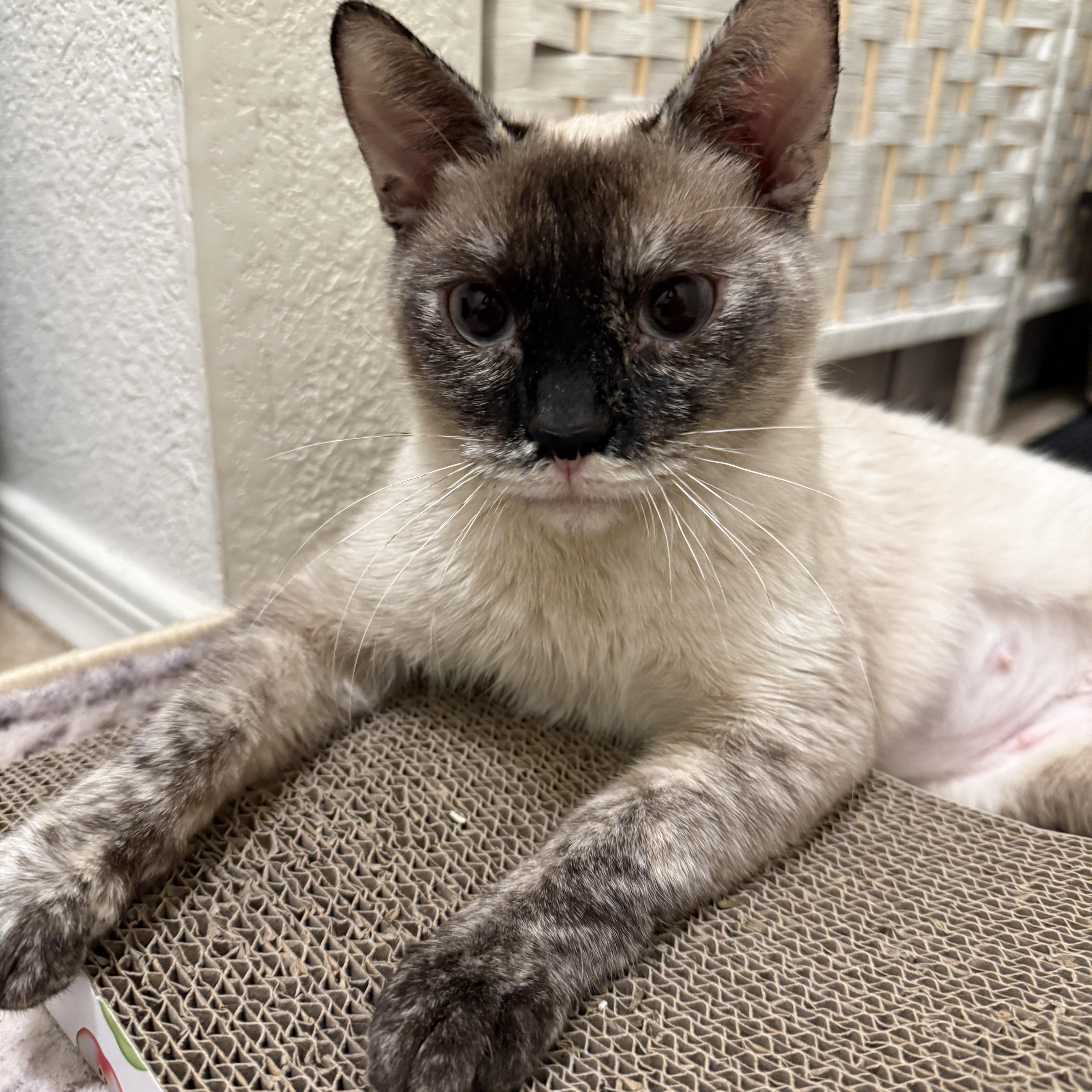 Enlarge Charlotte, a ADOPTABLE Siamese in Chandler, AZ image 3/4