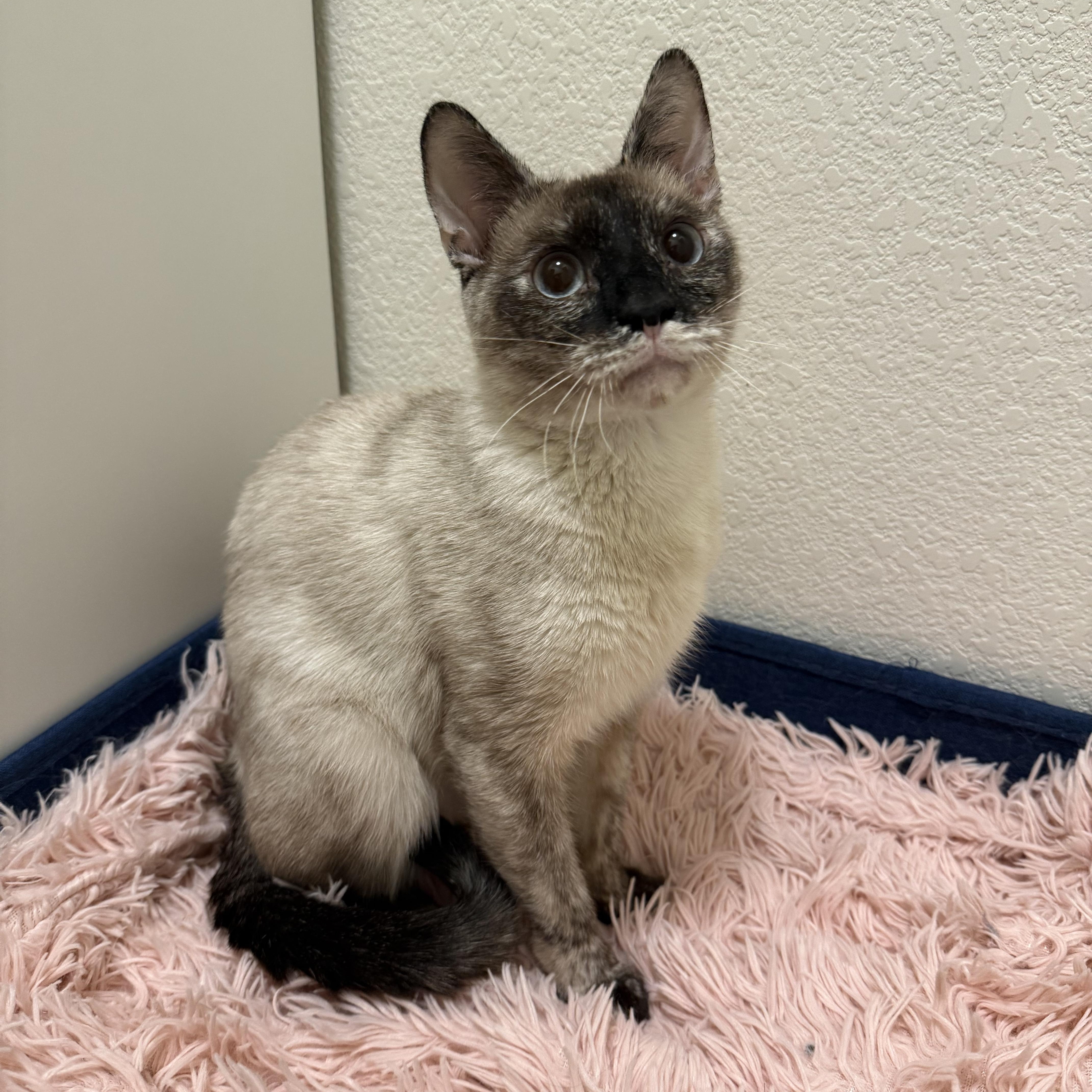 Enlarge Charlotte, a ADOPTABLE Siamese in Chandler, AZ image 2/4