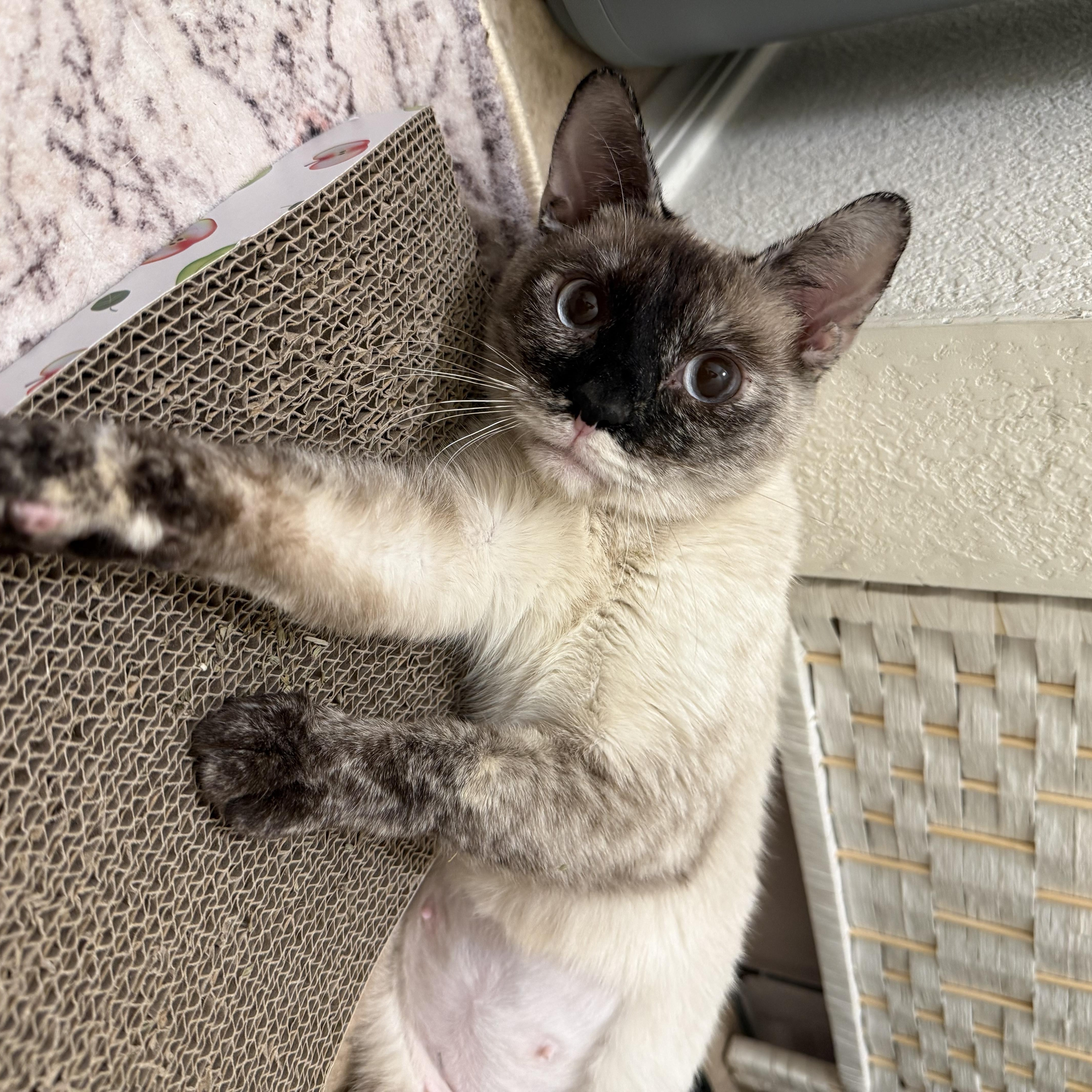 Enlarge Charlotte, a ADOPTABLE Siamese in Chandler, AZ image 4/4