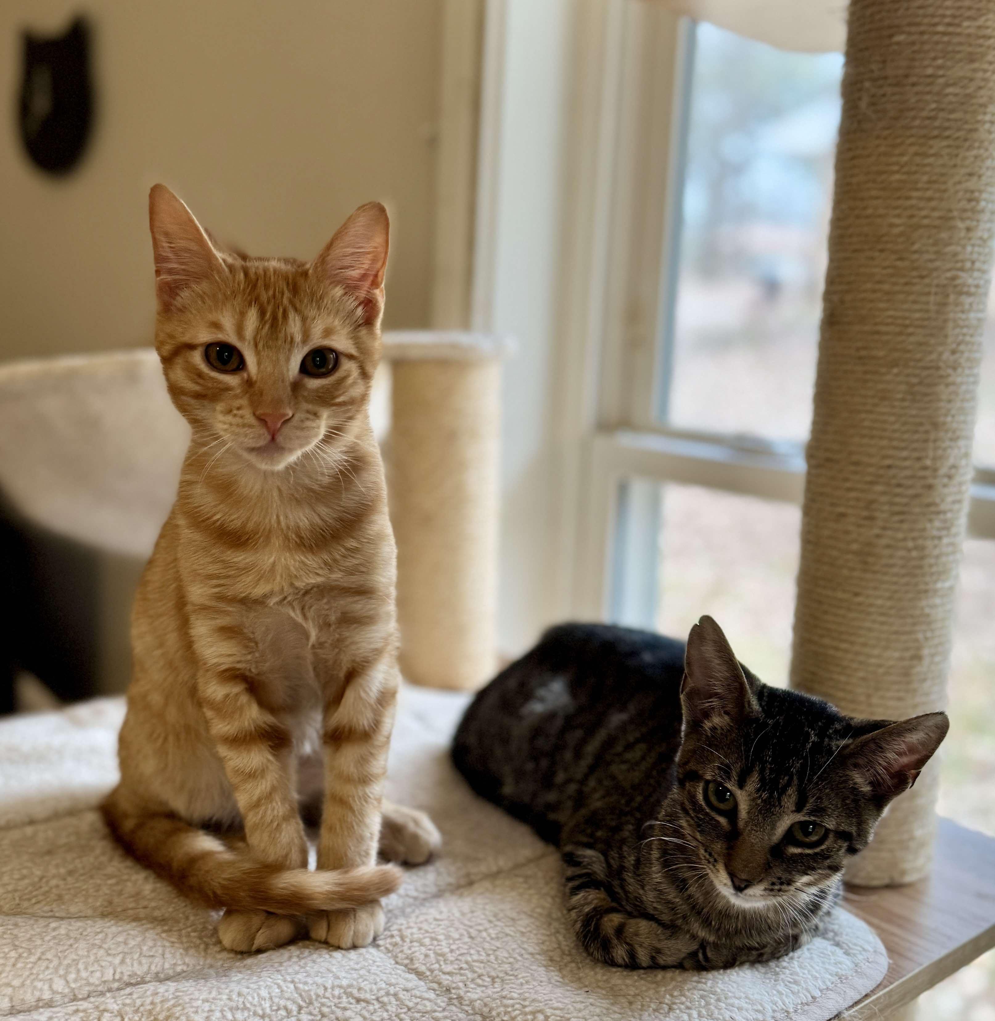 Enlarge Obi-Wan Catnobi & Budgie, a Adopted Domestic Short Hair in Longview, TX image 1/6