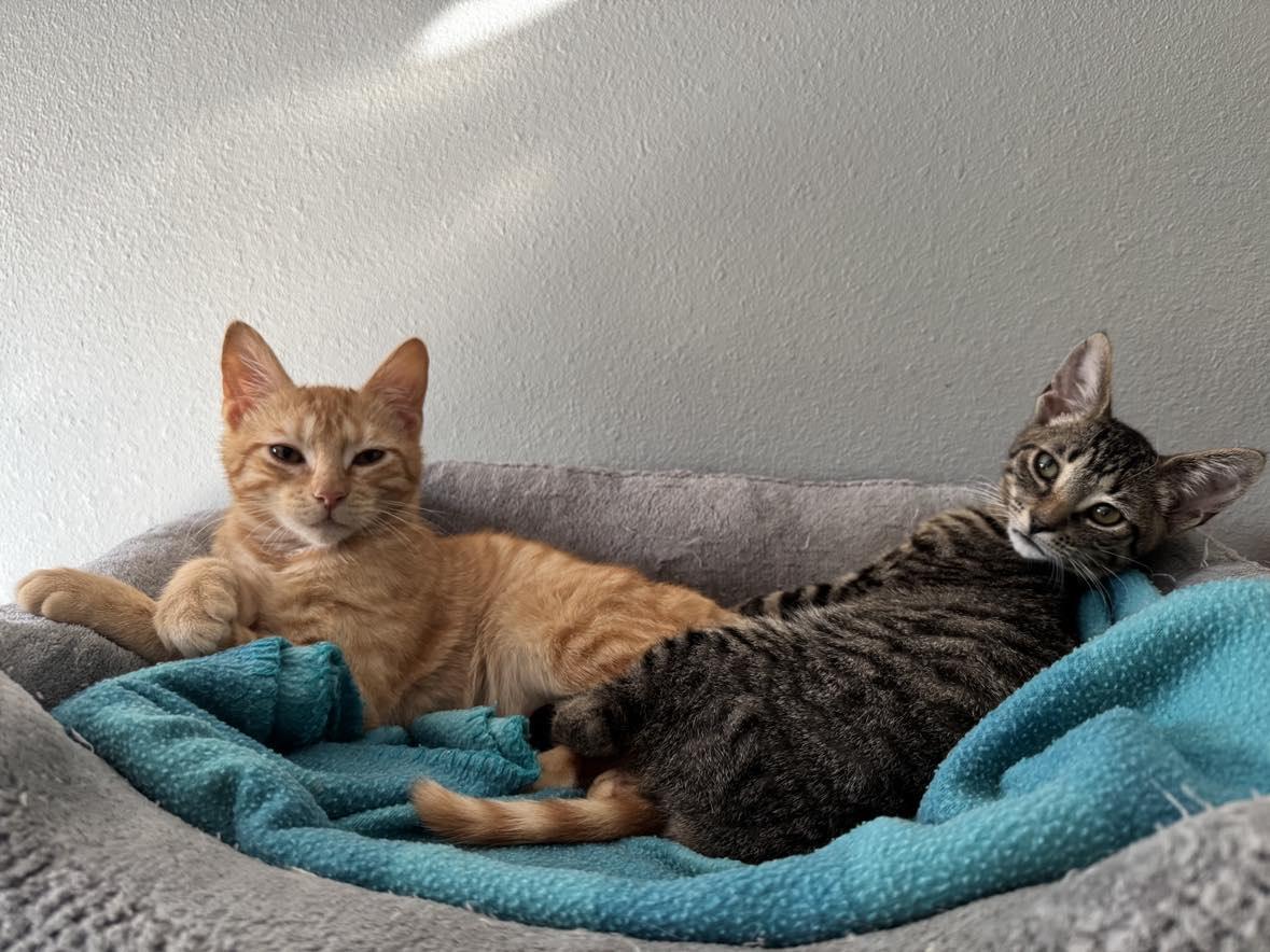 Enlarge Obi-Wan Catnobi & Budgie, a Adopted Domestic Short Hair in Longview, TX image 3/6