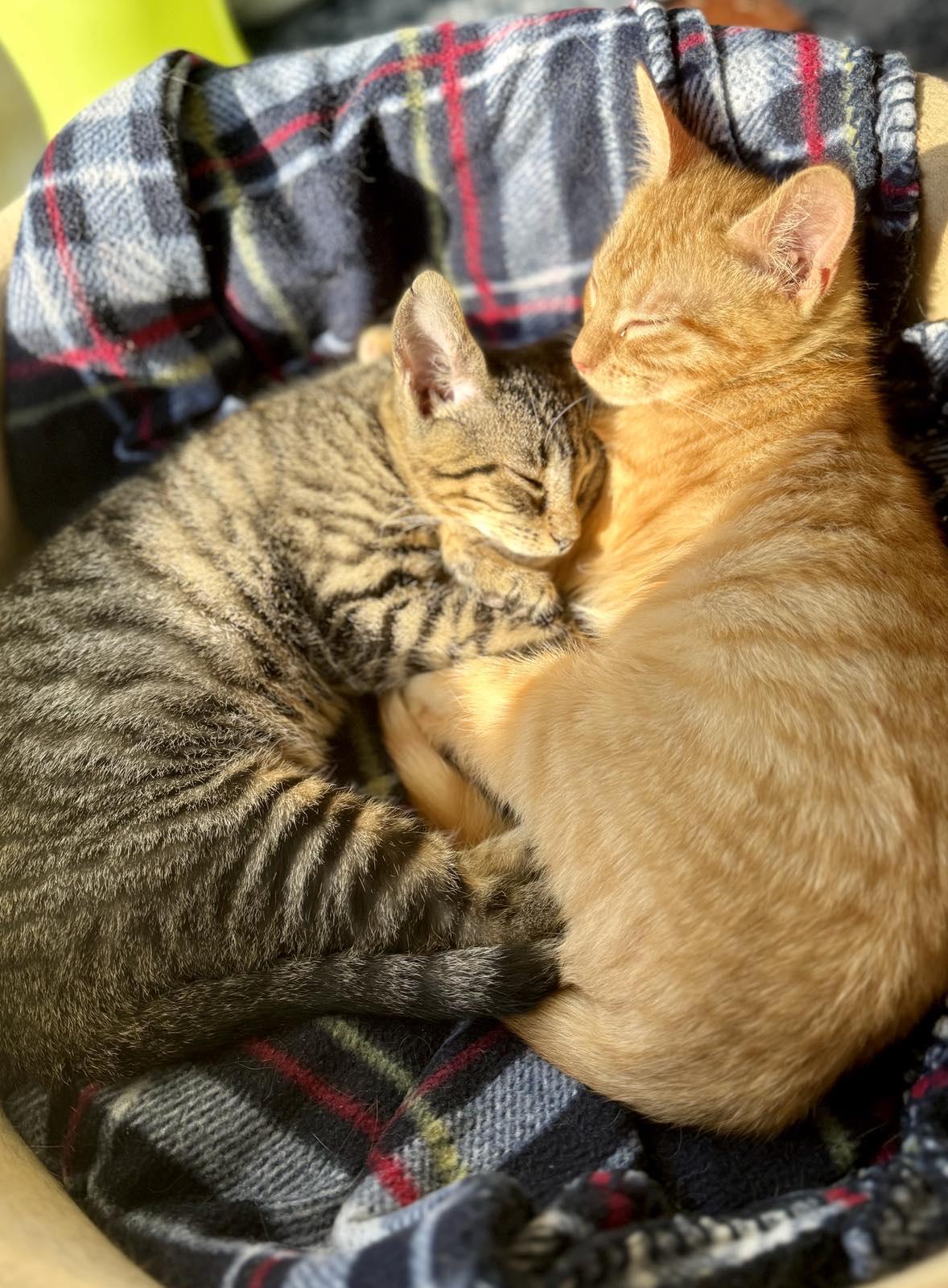 Enlarge Obi-Wan Catnobi & Budgie, a Adopted Domestic Short Hair in Longview, TX image 4/6