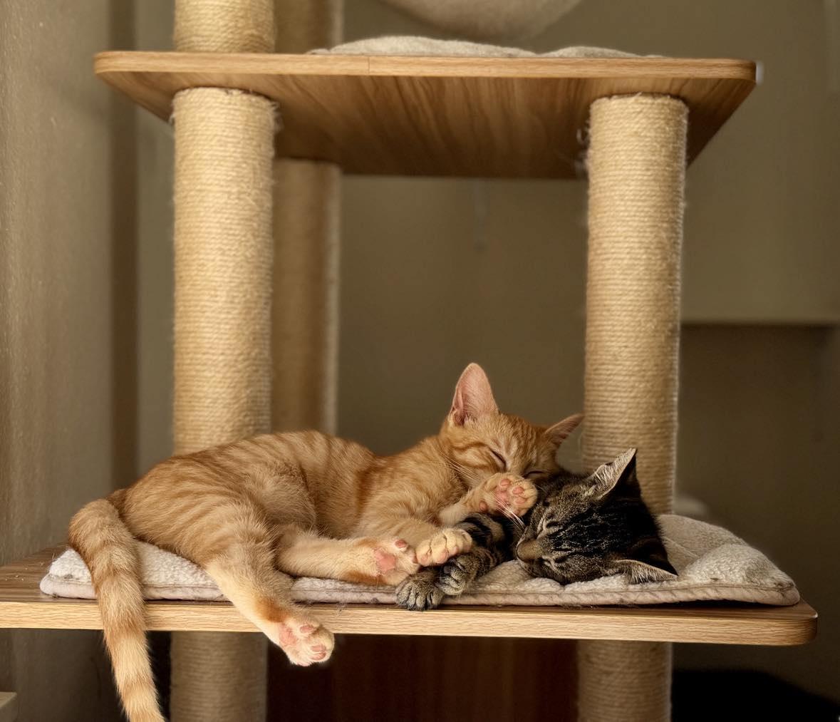 Enlarge Obi-Wan Catnobi & Budgie, a Adopted Domestic Short Hair in Longview, TX image 5/6