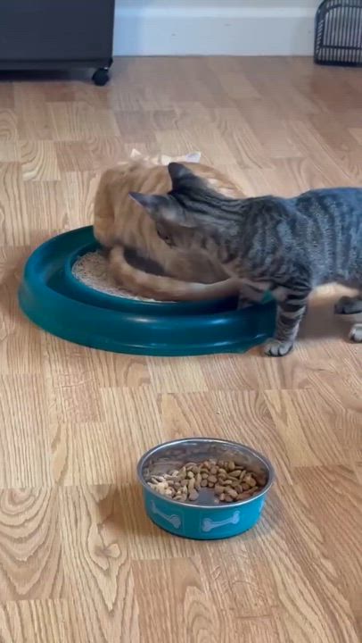 Enlarge Obi-Wan Catnobi & Budgie, a Adopted Domestic Short Hair in Longview, TX video 6/6