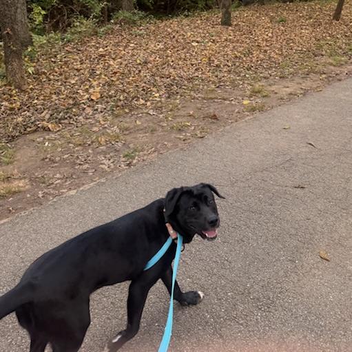 Maki, Adoptable, Adult Female Labrador Retriever & Mixed Breed.