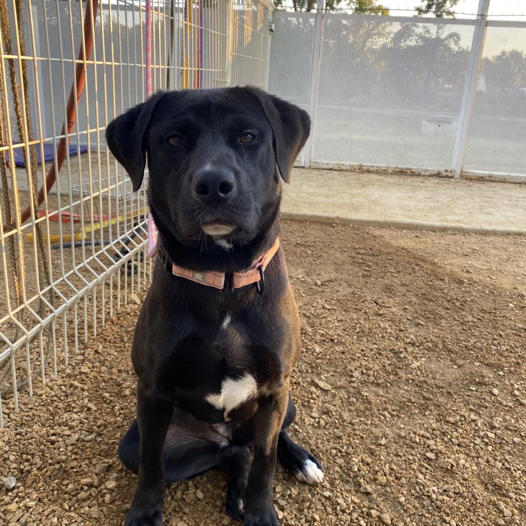 Maki, a Adoptable mixed breed in Bentonville, AR image 2/6