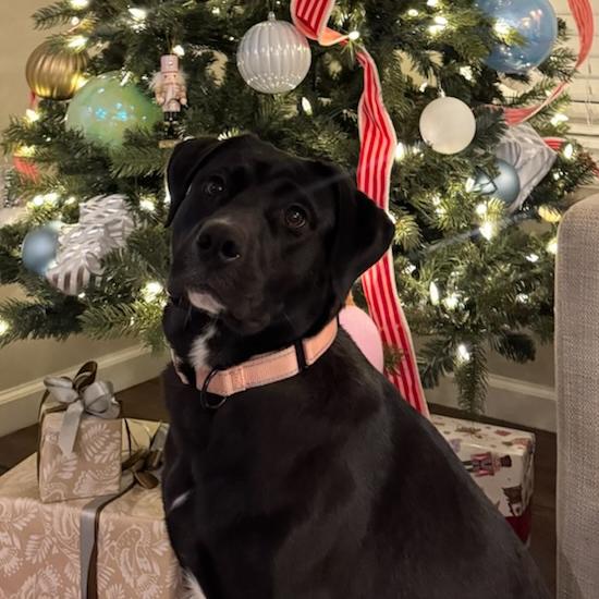 Maki, a Adoptable mixed breed in Bentonville, AR image 4/6