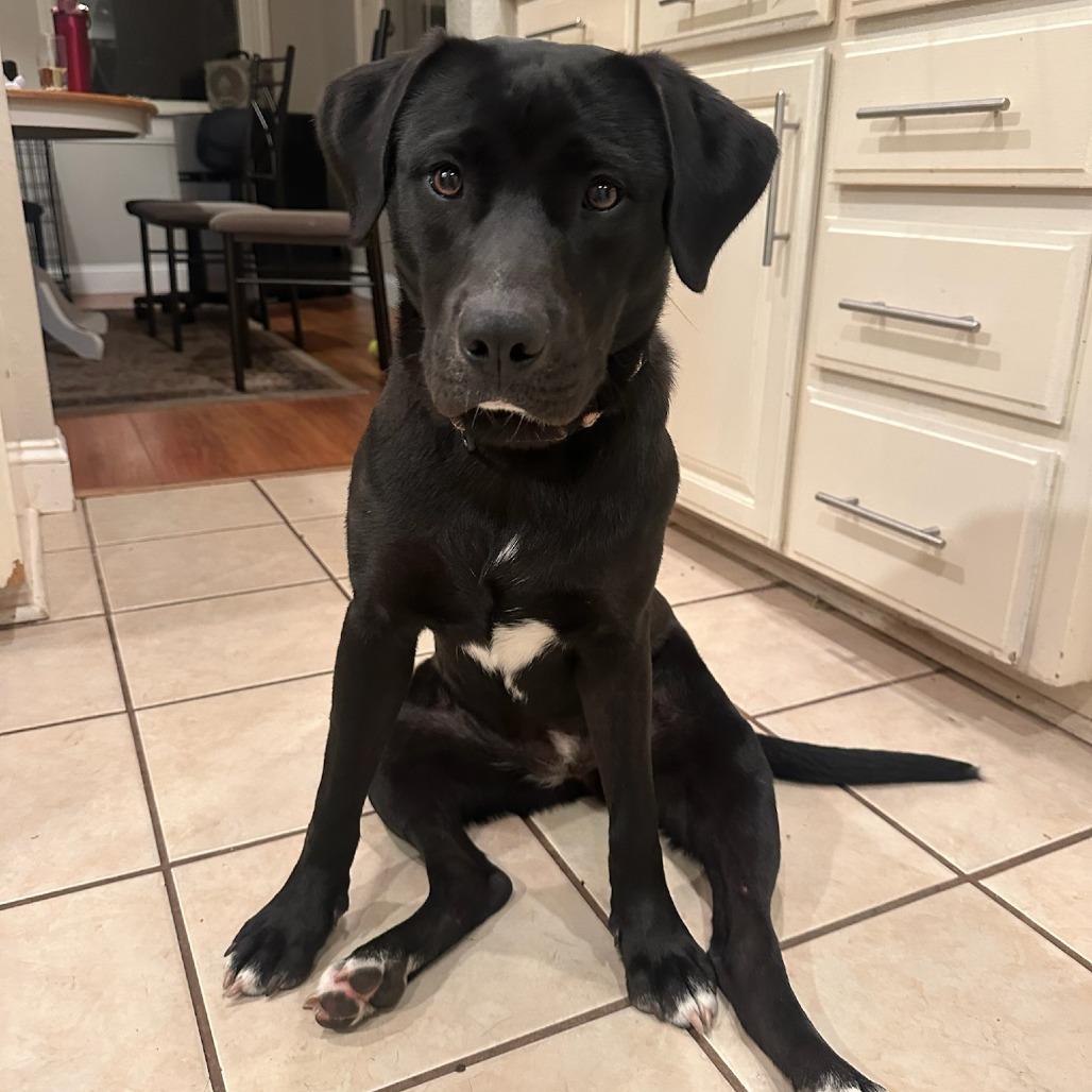 Maki, a Adoptable mixed breed in Bentonville, AR image 6/6