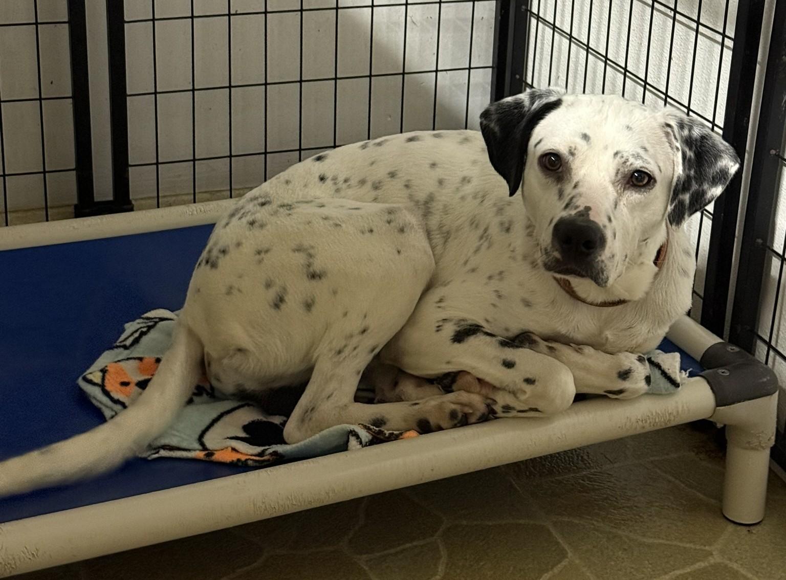Nash, Adoptable, Young Male Dalmatian.