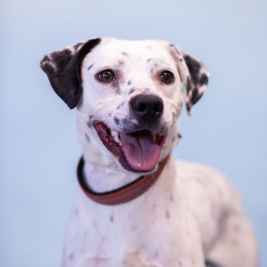 Nash, a Adoptable mixed breed in Owensboro, KY image 1/5