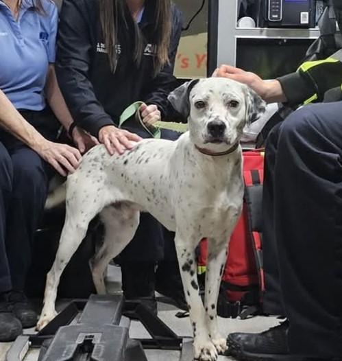 Nash, Adoptable, Puppy Male Dalmatian.