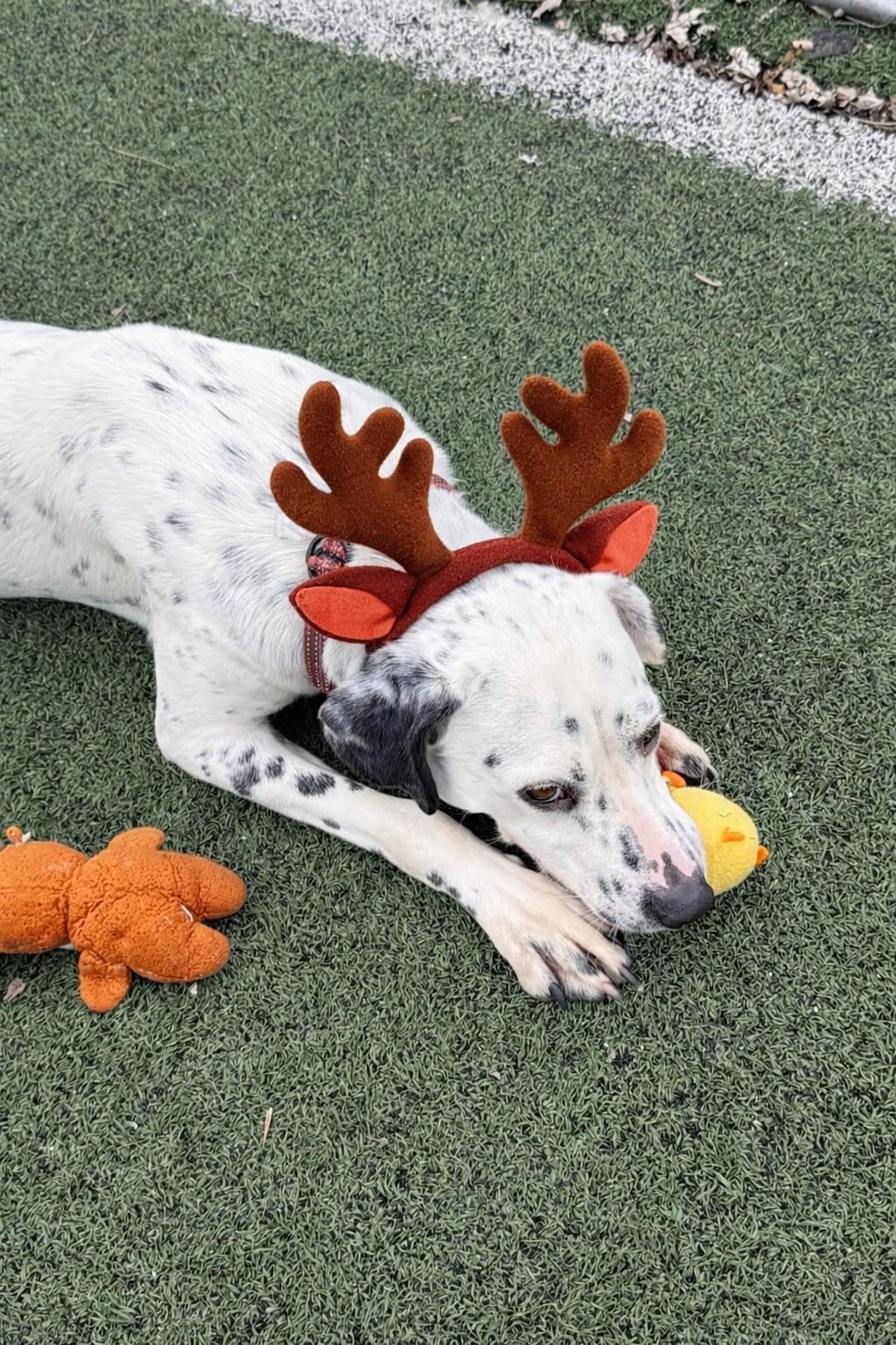 Enlarge Nash, a Adoptable Dalmatian in Owensboro, KY image 2/4