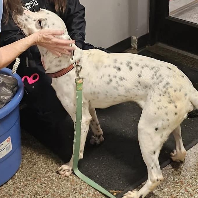 Nash, a Adoptable mixed breed in Owensboro, KY image 5/5