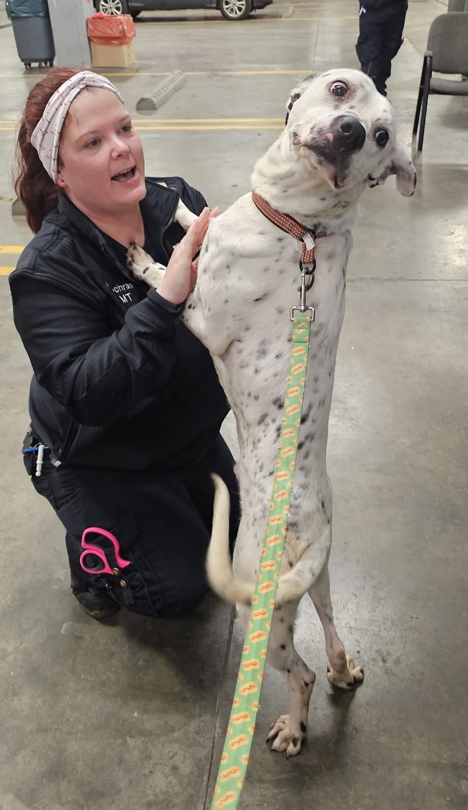 Enlarge Nash, a Adoptable Dalmatian in Owensboro, KY image 4/4