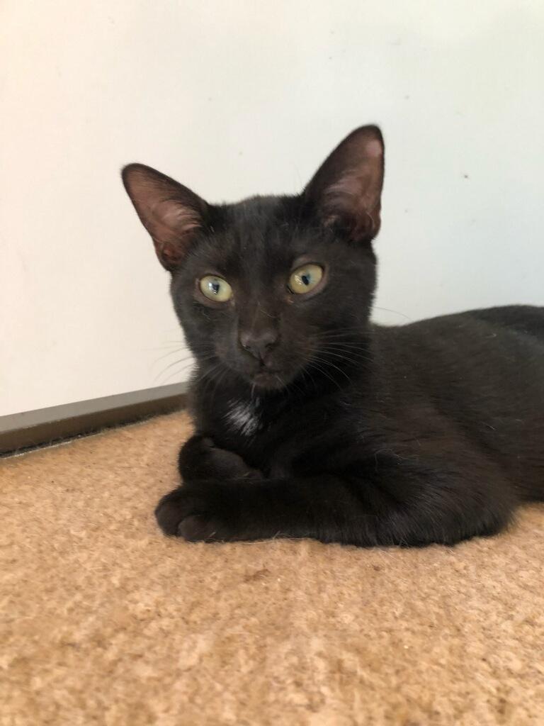 Woovy Groovy - this little house panther feels that her place in this world is Your Lap!