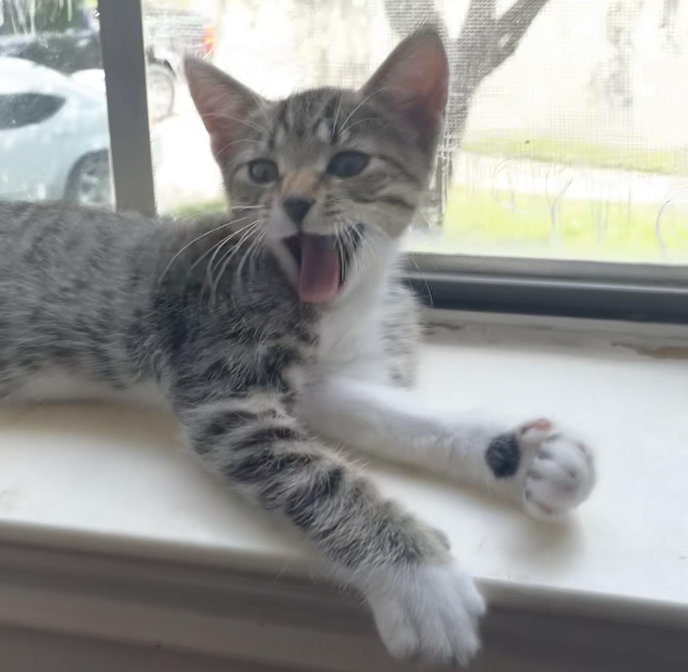 Clover #sister-of-Luna