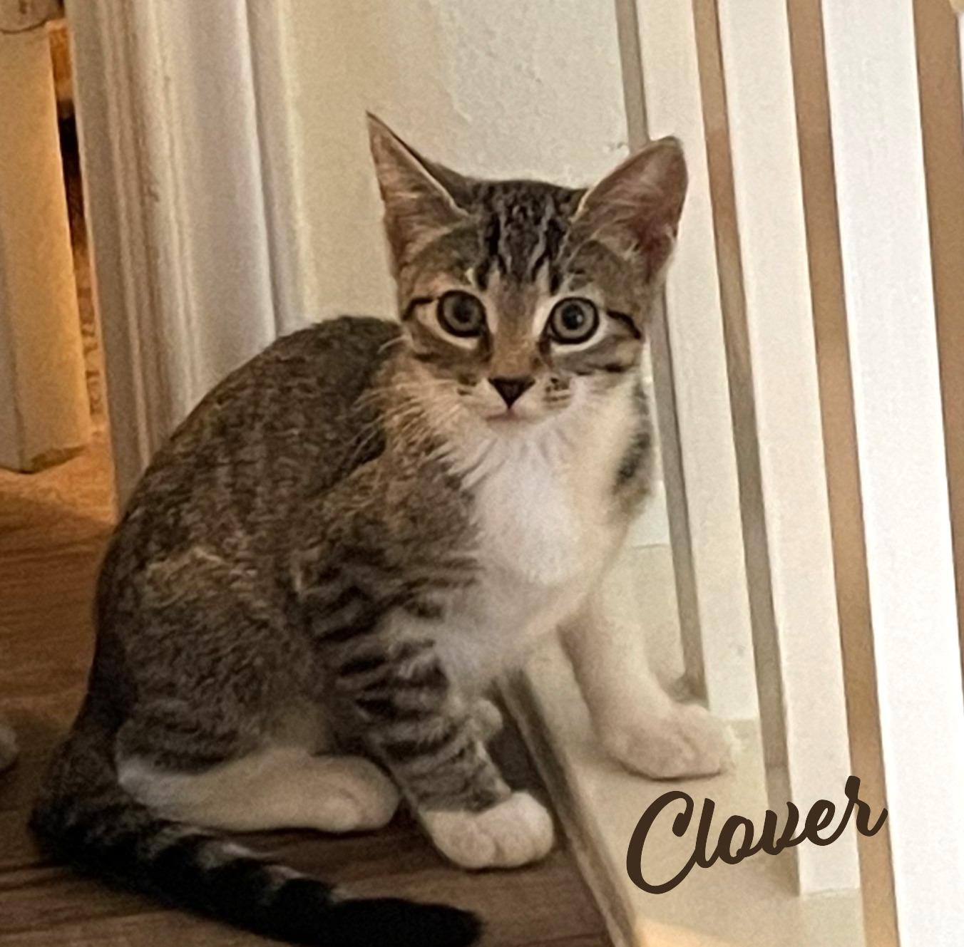 Clover #sister-of-Luna