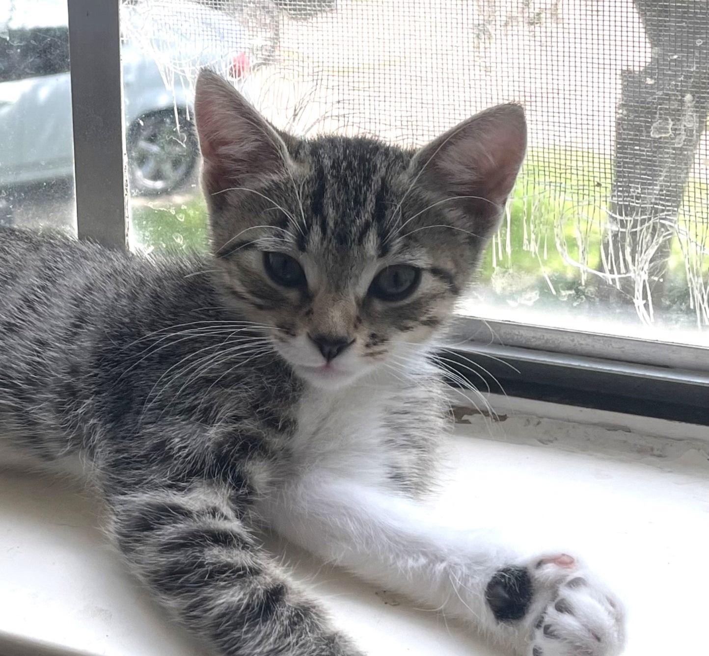 Clover #sister-of-Luna