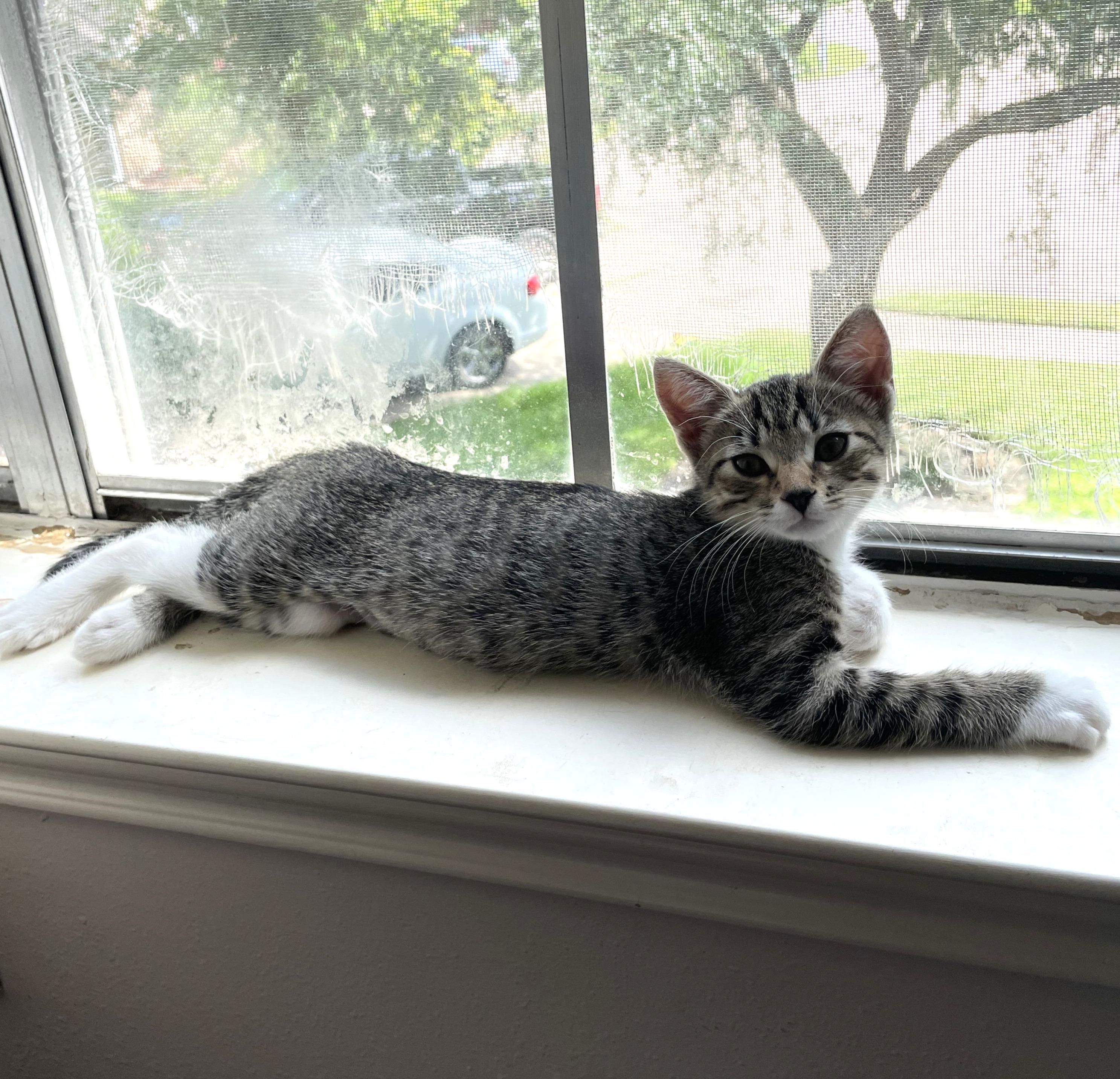 Clover #sister-of-Luna