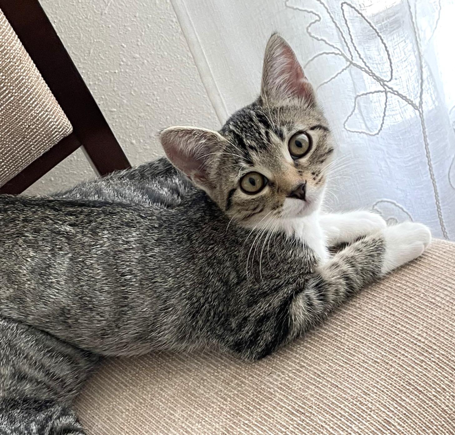 Clover #sister-of-Luna