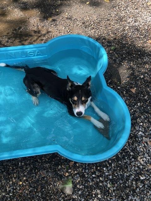 Enlarge Bella, a Adoptable mixed breed in Elmsford, NY image 1/6