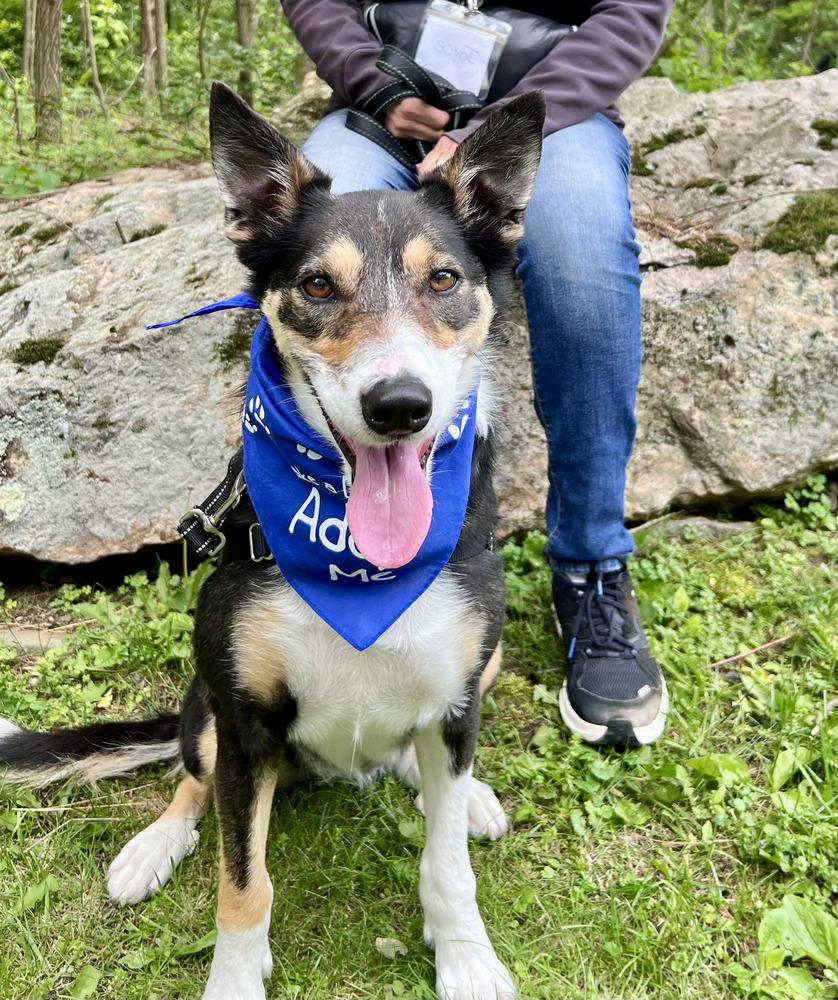 Enlarge Bella, a Adoptable mixed breed in Elmsford, NY image 4/6