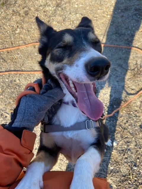 Enlarge Bella, a Adoptable mixed breed in Elmsford, NY image 5/6