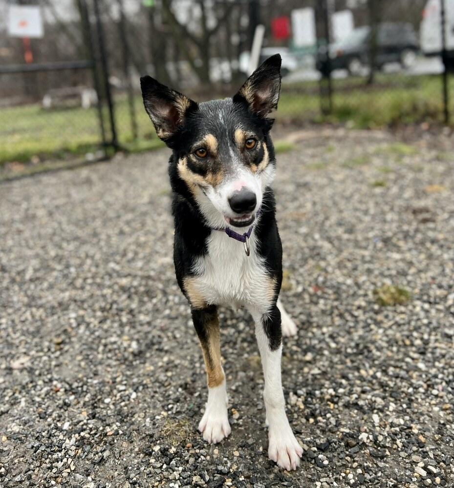 Enlarge Bella, a Adoptable mixed breed in Elmsford, NY image 6/6