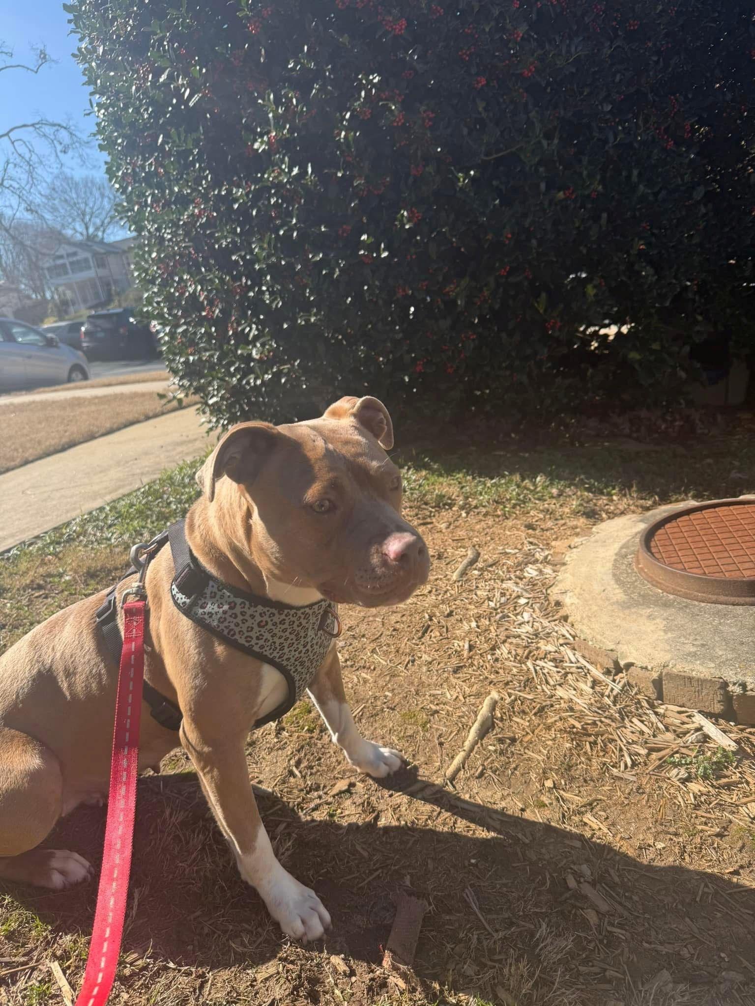 Jazz, a Adoptable mixed breed image 2/6