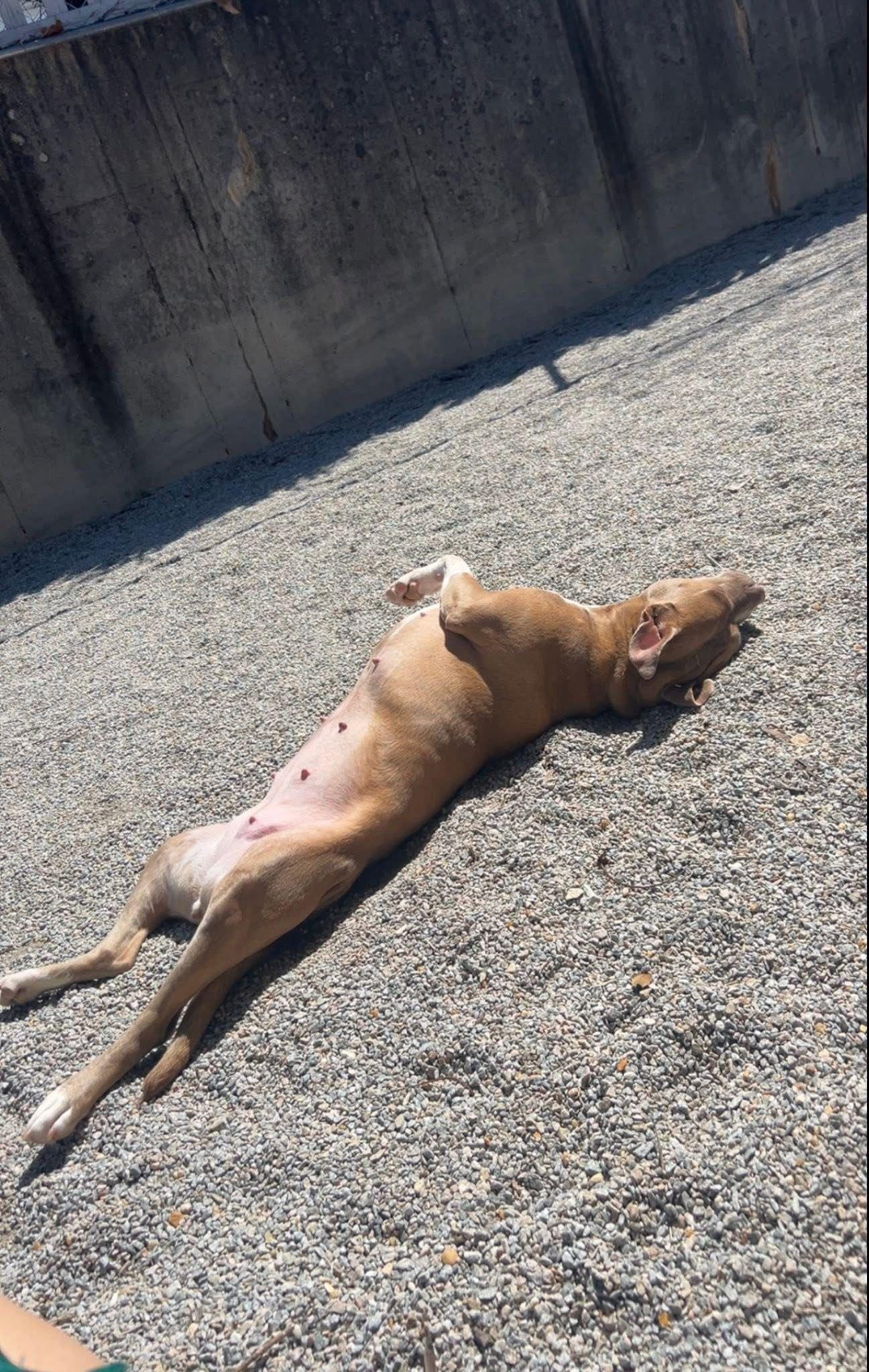 Jazz, a Adoptable mixed breed image 5/6