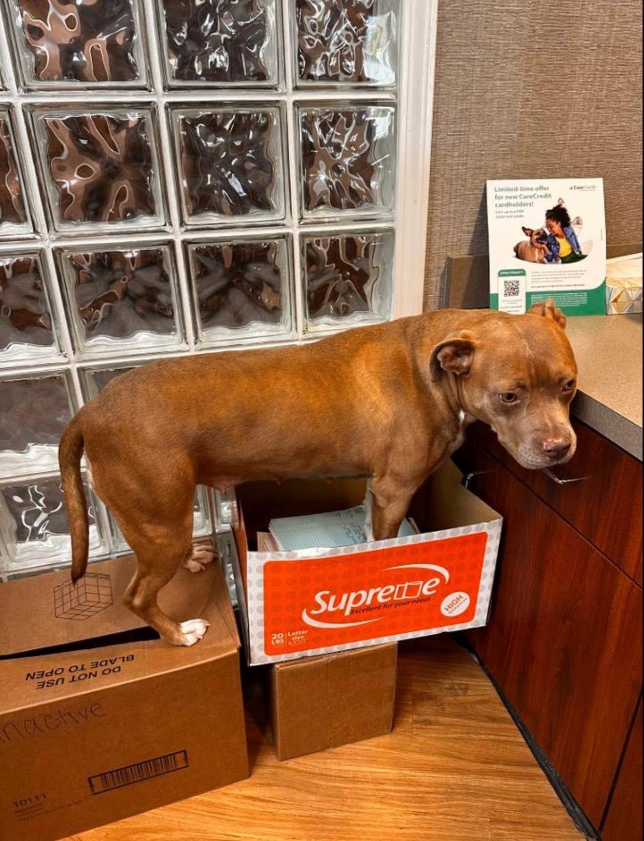 Jazz, a Adoptable mixed breed image 4/6