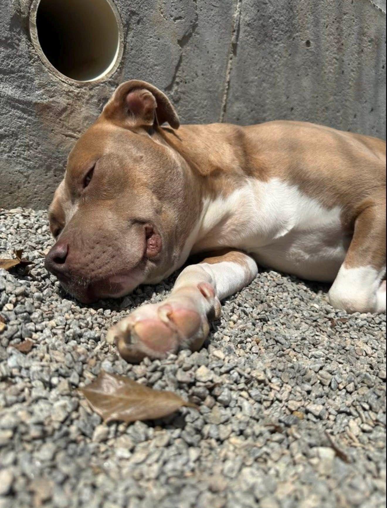 Jazz, Adoptable, Adult Female Pit Bull Terrier & American Staffordshire Terrier.