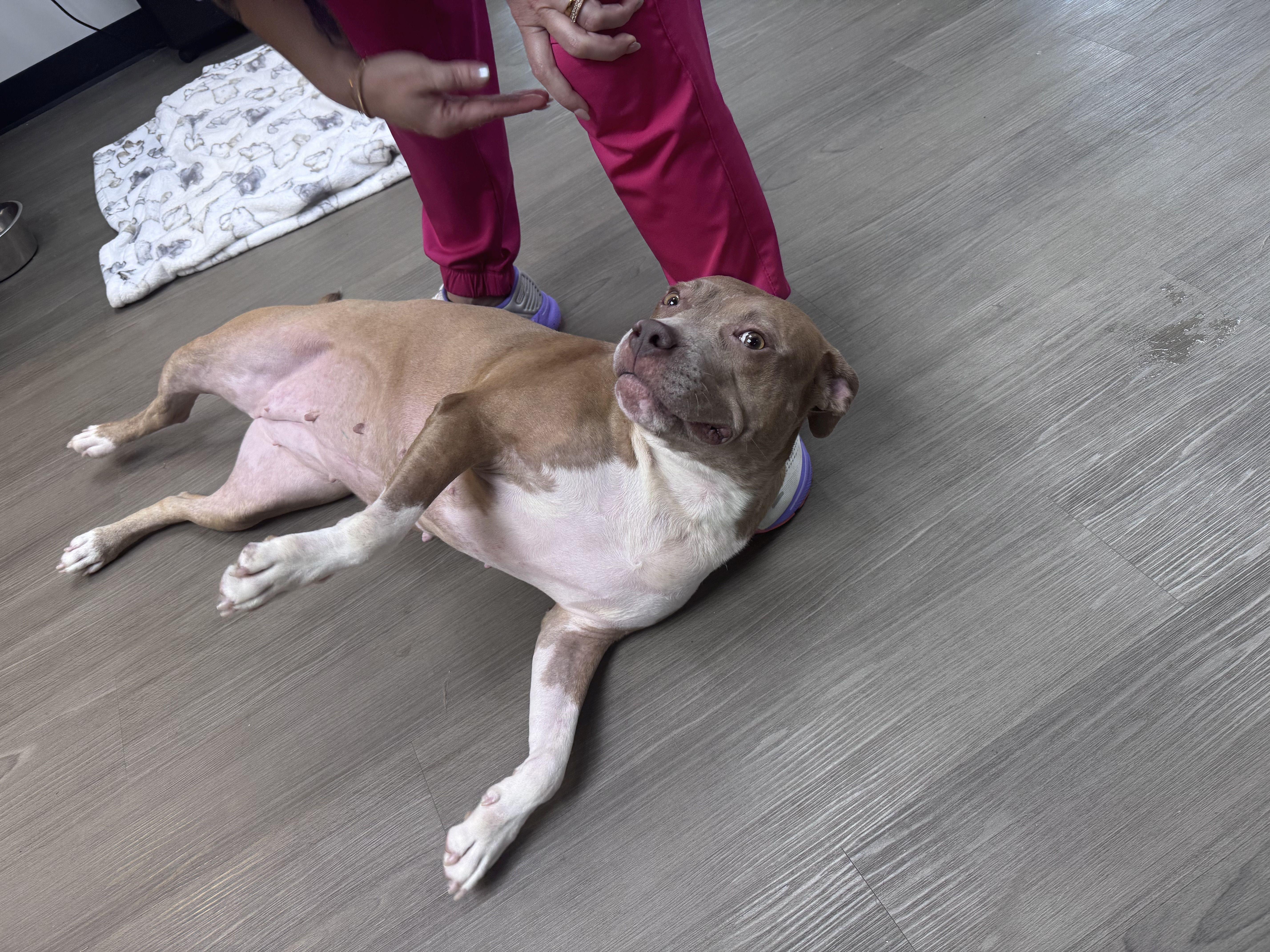 Jazz, a Adoptable mixed breed image 6/6