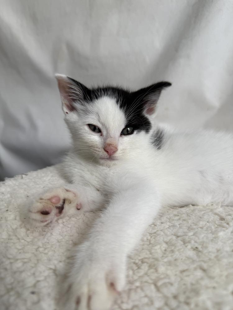 Holstein, Adoptable, Kitten Male Domestic Short Hair.