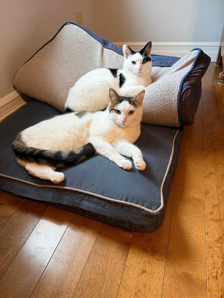 Holstein, Adoptable, Adult Male Domestic Short Hair.