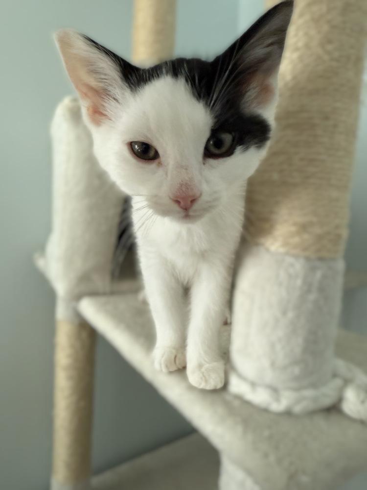 Enlarge Holstein, a Adoptable Domestic Short Hair in Stafford, VA image 2/6
