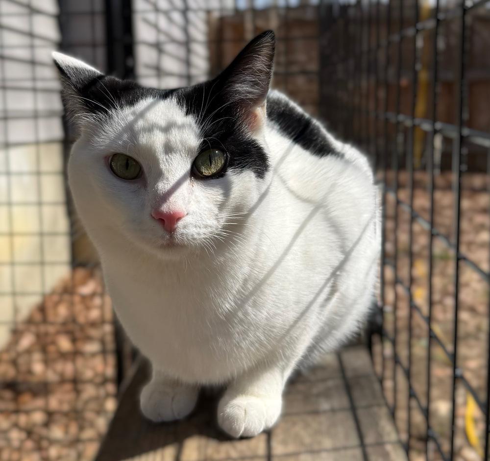 Enlarge Holstein, a Adoptable Domestic Short Hair in Stafford, VA image 3/6