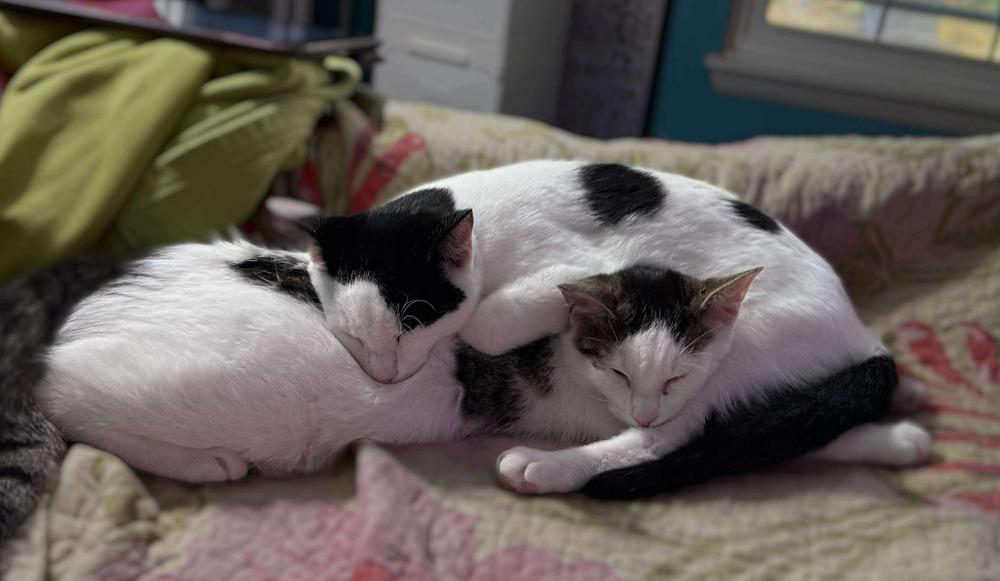 Enlarge Holstein, a Adoptable Domestic Short Hair in Stafford, VA image 4/6