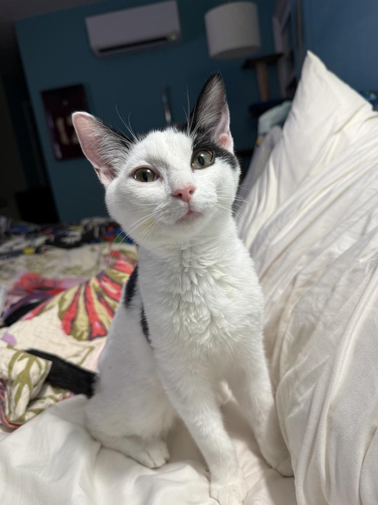 Enlarge Holstein, a Adoptable Domestic Short Hair in Stafford, VA image 5/6