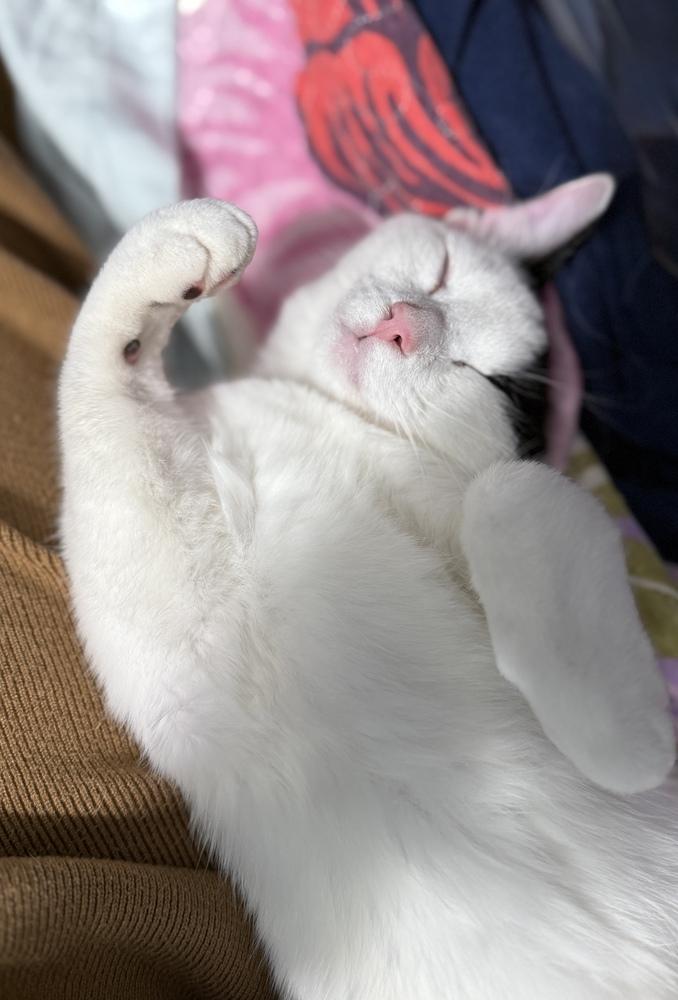 Enlarge Holstein, a Adoptable Domestic Short Hair in Stafford, VA image 6/6