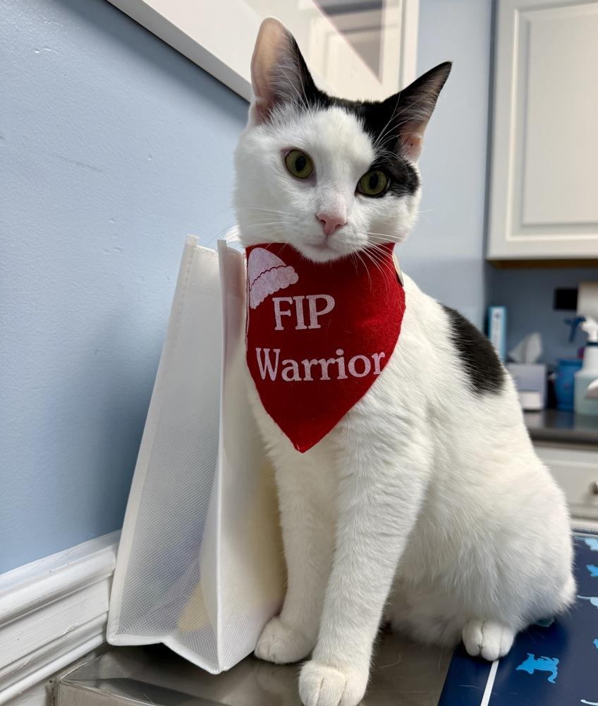 Enlarge Holstein, a Adoptable Domestic Short Hair in Stafford, VA image 6/6