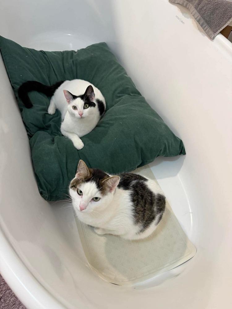 Enlarge Holstein, a Adoptable Domestic Short Hair in Stafford, VA image 6/6