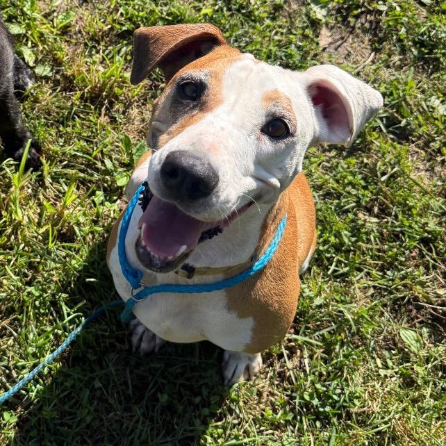 Honeydew, a Adoptable mixed breed in Muncie, IN image 1/6