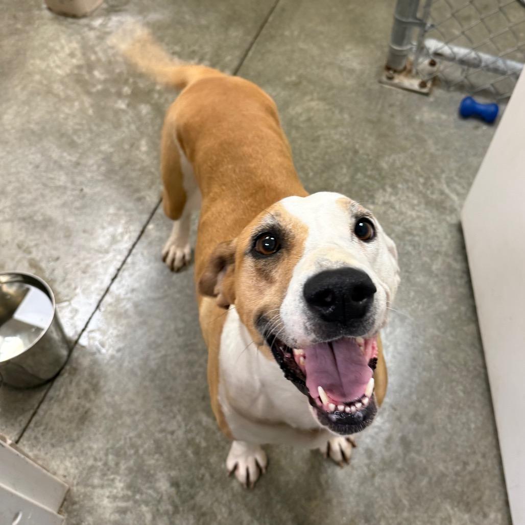 Honeydew, a Adoptable mixed breed in Muncie, IN image 4/5