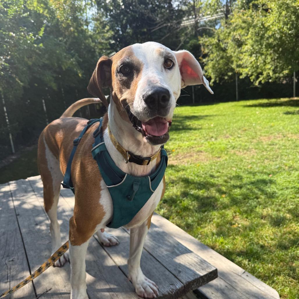 Honeydew, a Adoptable mixed breed in Muncie, IN image 6/6