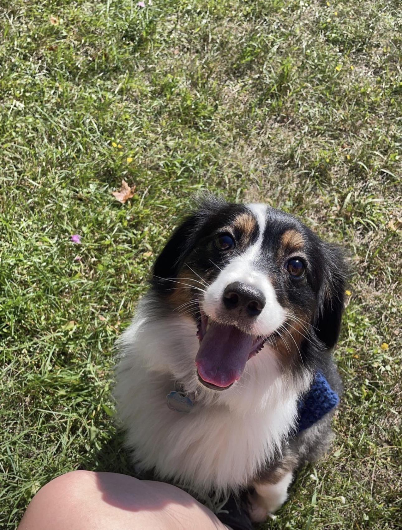Enlarge Yuki, a Adoptable Australian Shepherd in Bellaire, MI image 1/6