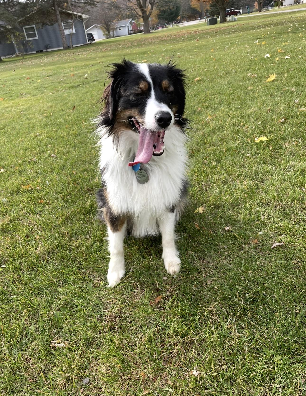 Enlarge Yuki, a Adoptable Australian Shepherd in Bellaire, MI image 4/6