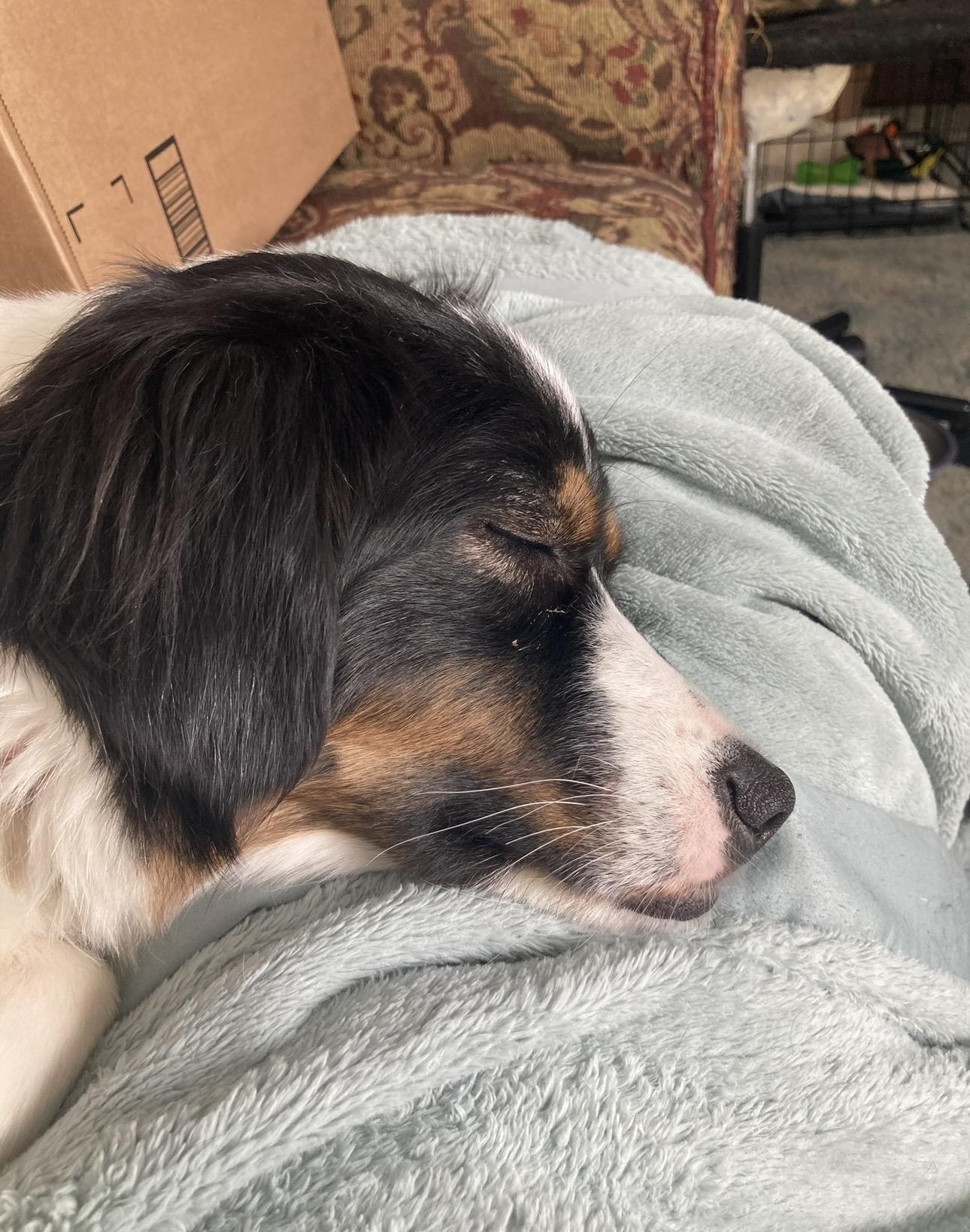 Enlarge Yuki, a Adoptable Australian Shepherd in Bellaire, MI image 5/6