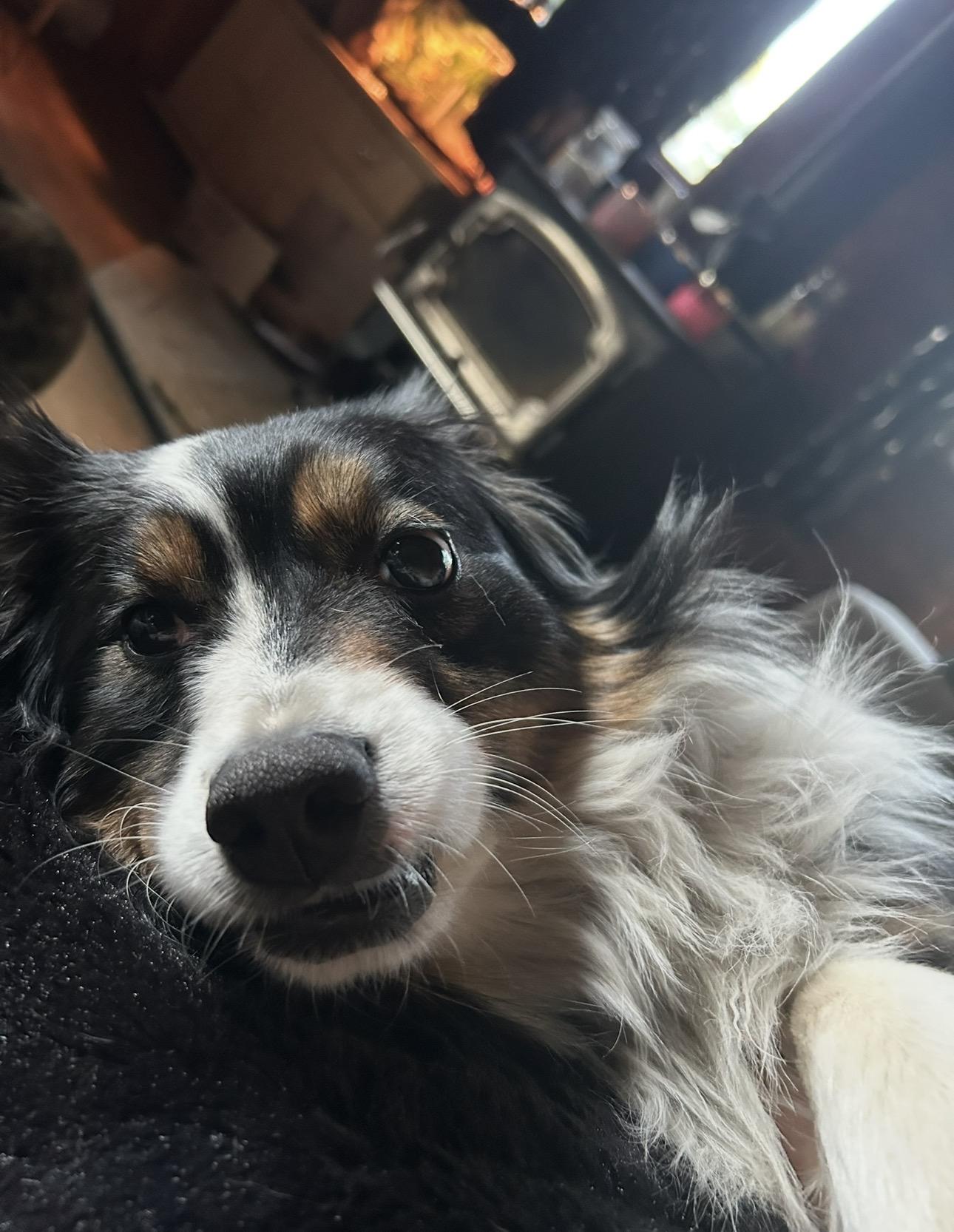 Enlarge Yuki, a Adoptable Australian Shepherd in Bellaire, MI image 6/6